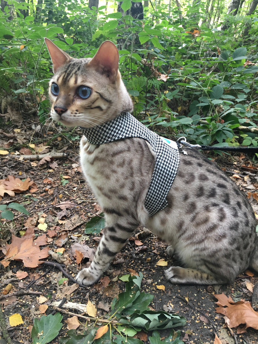 Walking Harness Jacket Tartan Plaid Designs Butterfly Cat Jackets