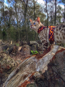 Cat Walking Harness